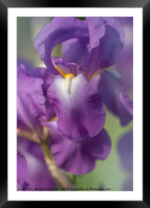 Beauty of Irises. Aphrodite 6 Framed Mounted Print by Jenny Rainbow