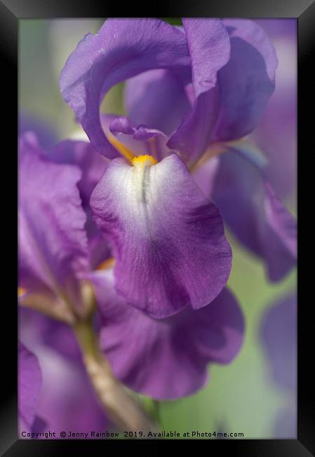 Beauty of Irises. Aphrodite 6 Framed Print by Jenny Rainbow