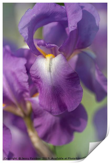Beauty of Irises. Aphrodite 6 Print by Jenny Rainbow
