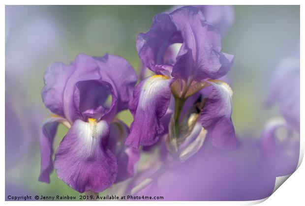 Beauty of Irises. Aphrodite 5 Print by Jenny Rainbow