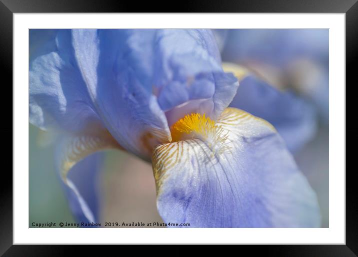 Beauty Of Irises. Bandmaster Macro Framed Mounted Print by Jenny Rainbow