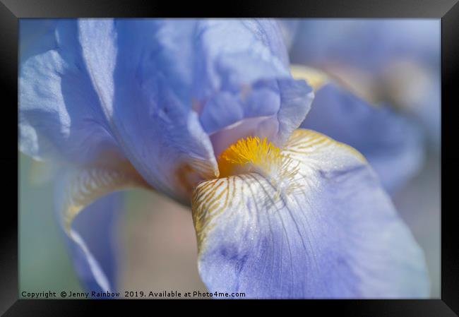 Beauty Of Irises. Bandmaster Macro Framed Print by Jenny Rainbow