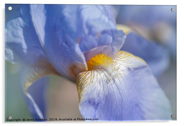 Beauty Of Irises. Bandmaster Macro Acrylic by Jenny Rainbow