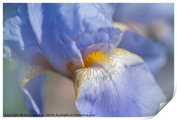 Beauty Of Irises. Bandmaster Macro Print by Jenny Rainbow