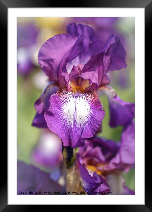Beauty Of Irises. Bazarok Framed Mounted Print by Jenny Rainbow