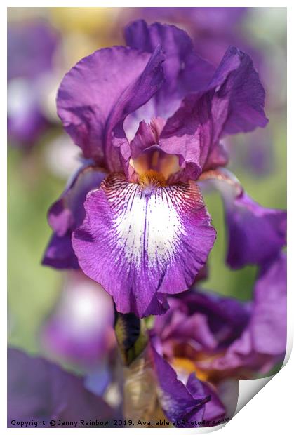 Beauty Of Irises. Bazarok Print by Jenny Rainbow