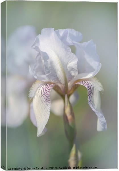Beauty Of Irises. Bridesmaid Canvas Print by Jenny Rainbow