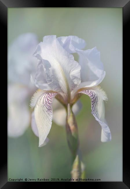 Beauty Of Irises. Bridesmaid Framed Print by Jenny Rainbow