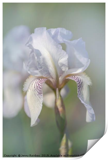 Beauty Of Irises. Bridesmaid Print by Jenny Rainbow