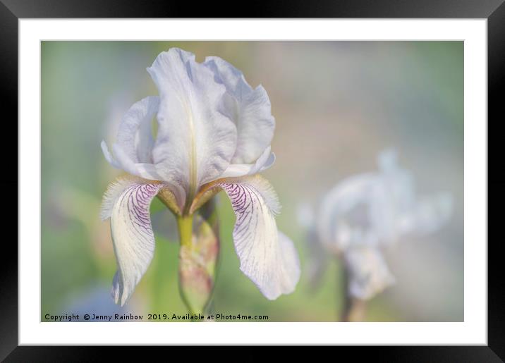 Beauty Of Irises. Bridesmaid 1 Framed Mounted Print by Jenny Rainbow