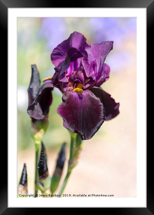 Beauty Of Irises. Congo Framed Mounted Print by Jenny Rainbow