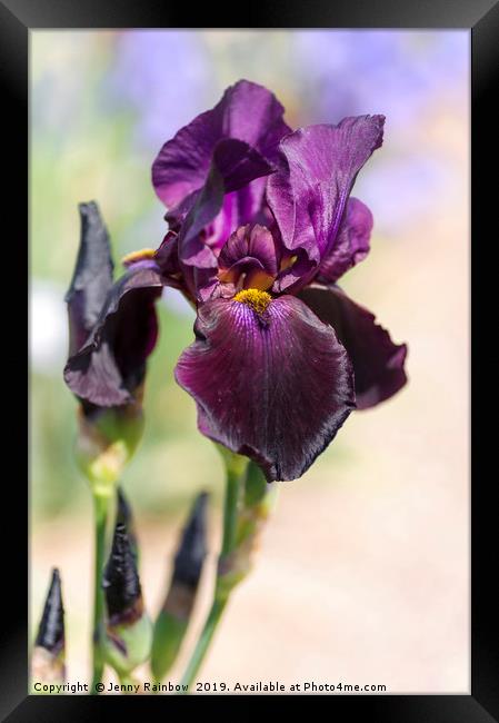 Beauty Of Irises. Congo Framed Print by Jenny Rainbow