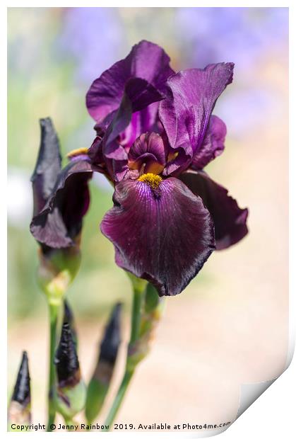 Beauty Of Irises. Congo Print by Jenny Rainbow