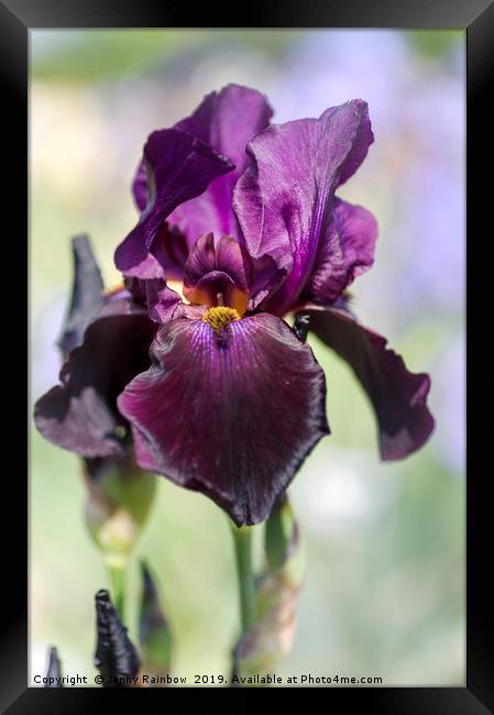 Beauty Of Irises. Congo 1 Framed Print by Jenny Rainbow