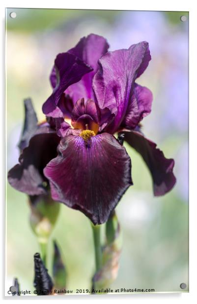 Beauty Of Irises. Congo 1 Acrylic by Jenny Rainbow