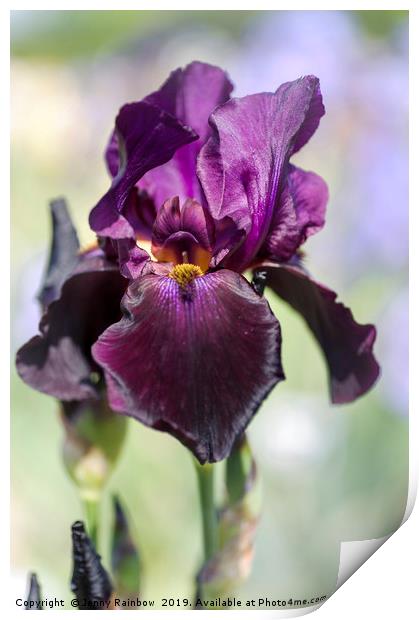 Beauty Of Irises. Congo 1 Print by Jenny Rainbow