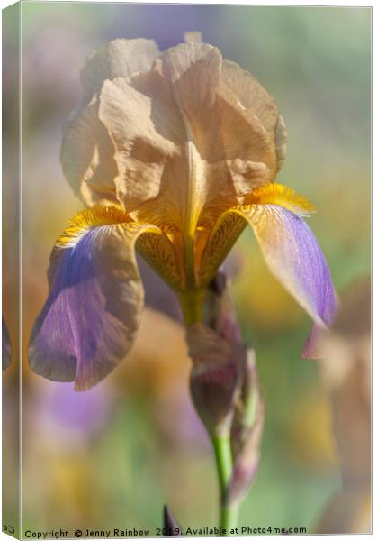Beauty Of Irises. Evolution Canvas Print by Jenny Rainbow