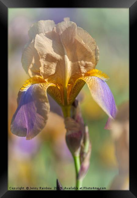 Beauty Of Irises. Evolution Framed Print by Jenny Rainbow