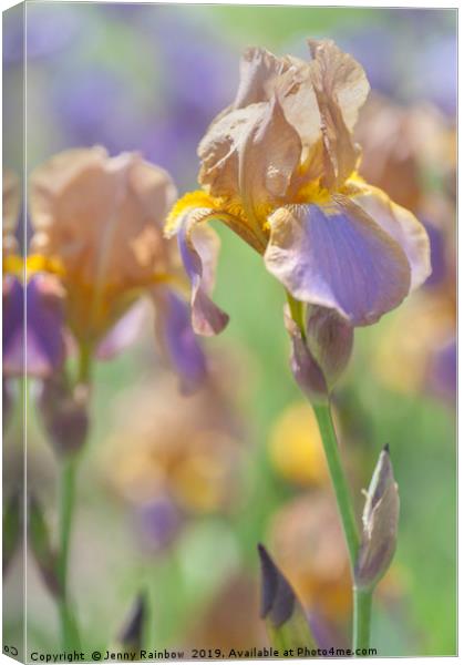 Beauty Of Irises. Evolution 1 Canvas Print by Jenny Rainbow
