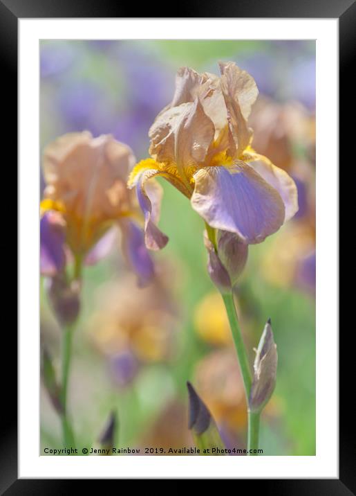 Beauty Of Irises. Evolution 1 Framed Mounted Print by Jenny Rainbow