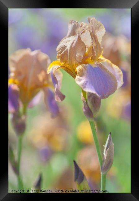 Beauty Of Irises. Evolution 1 Framed Print by Jenny Rainbow