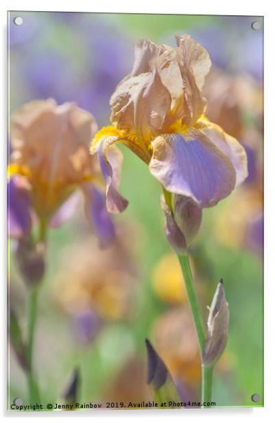 Beauty Of Irises. Evolution 1 Acrylic by Jenny Rainbow