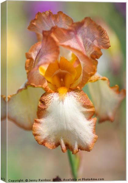 Beauty Of Irises. Heather Hawk Canvas Print by Jenny Rainbow