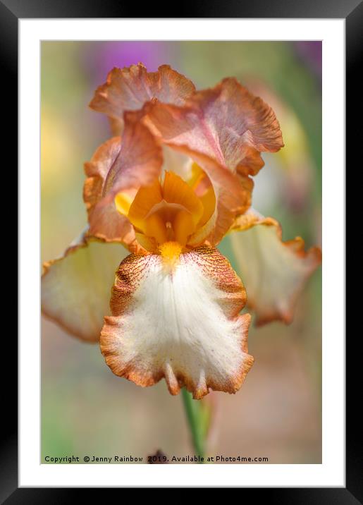 Beauty Of Irises. Heather Hawk Framed Mounted Print by Jenny Rainbow