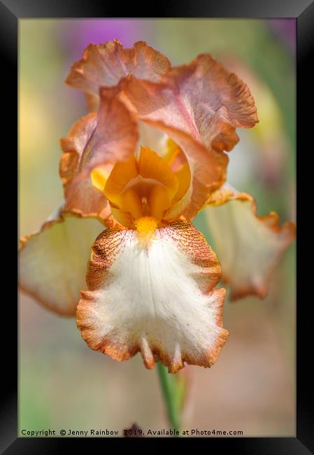 Beauty Of Irises. Heather Hawk Framed Print by Jenny Rainbow