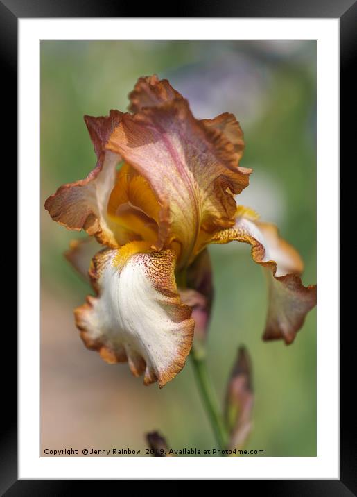 Beauty Of Irises. Heather Hawk 1 Framed Mounted Print by Jenny Rainbow