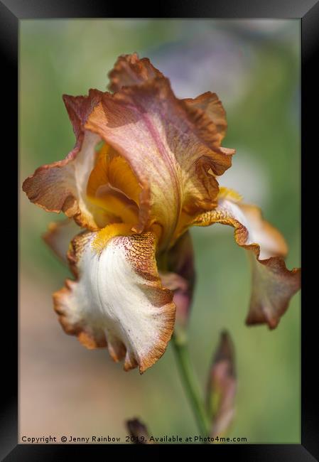 Beauty Of Irises. Heather Hawk 1 Framed Print by Jenny Rainbow
