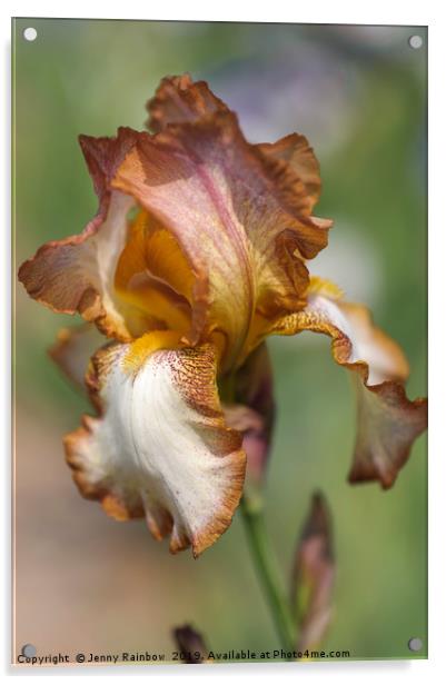 Beauty Of Irises. Heather Hawk 1 Acrylic by Jenny Rainbow