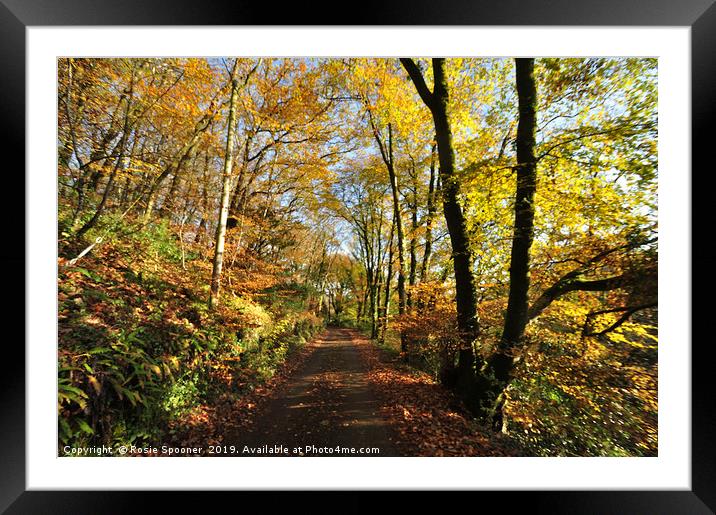 Autumn at Kilminorth Woods in Looe Cornwall Framed Mounted Print by Rosie Spooner