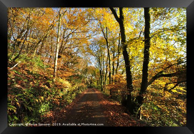 Autumn at Kilminorth Woods in Looe Cornwall Framed Print by Rosie Spooner