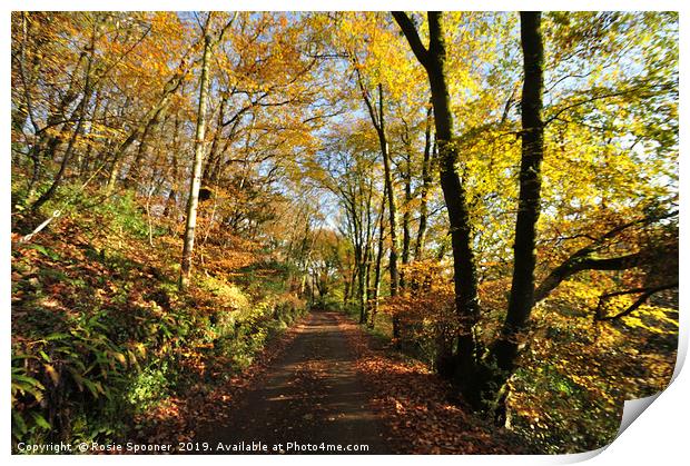 Autumn at Kilminorth Woods in Looe Cornwall Print by Rosie Spooner