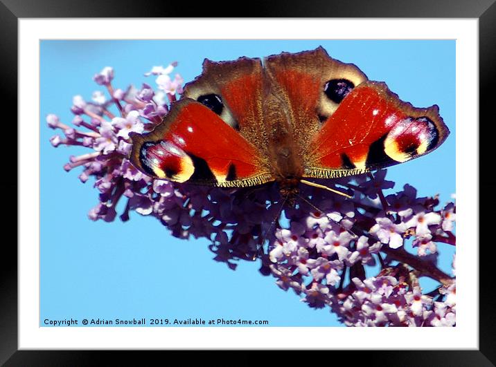 Peacock butterfly Framed Mounted Print by Adrian Snowball