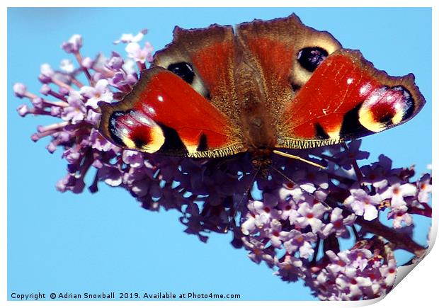 Peacock butterfly Print by Adrian Snowball
