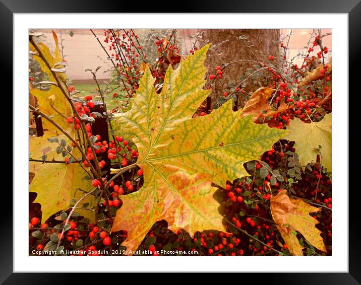 Autumn Shining Through Framed Mounted Print by Heather Goodwin