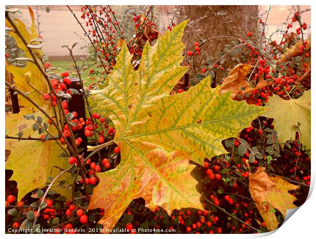 Autumn Shining Through Print by Heather Goodwin