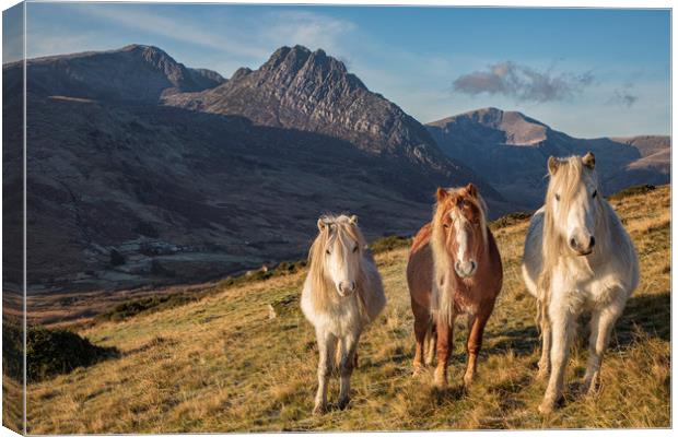 Tryfan and the Carneddau Ponies  Canvas Print by Rory Trappe