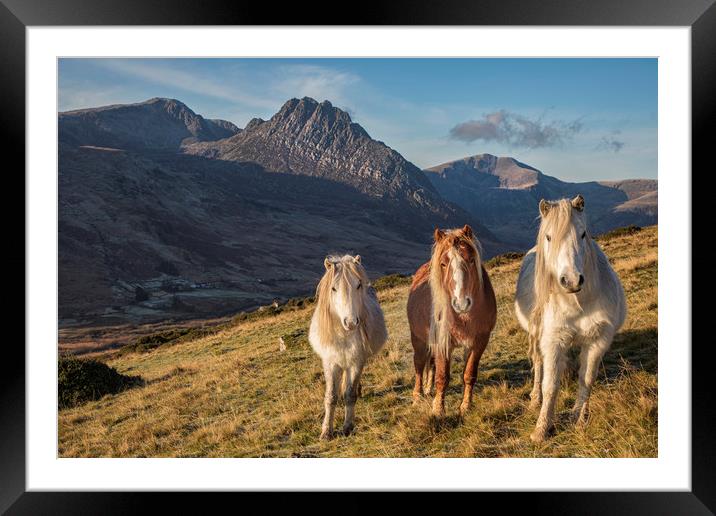 Tryfan and the Carneddau Ponies  Framed Mounted Print by Rory Trappe