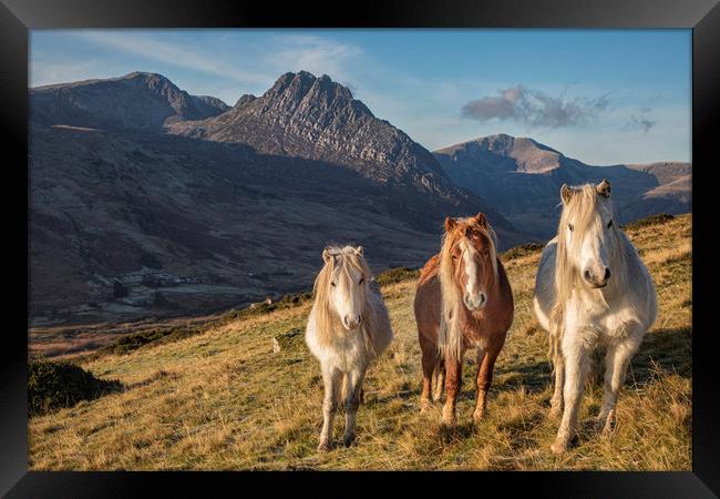 Tryfan and the Carneddau Ponies  Framed Print by Rory Trappe