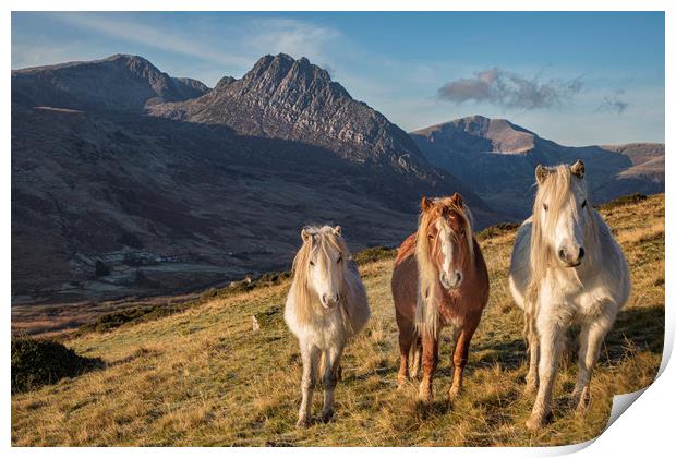 Tryfan and the Carneddau Ponies  Print by Rory Trappe