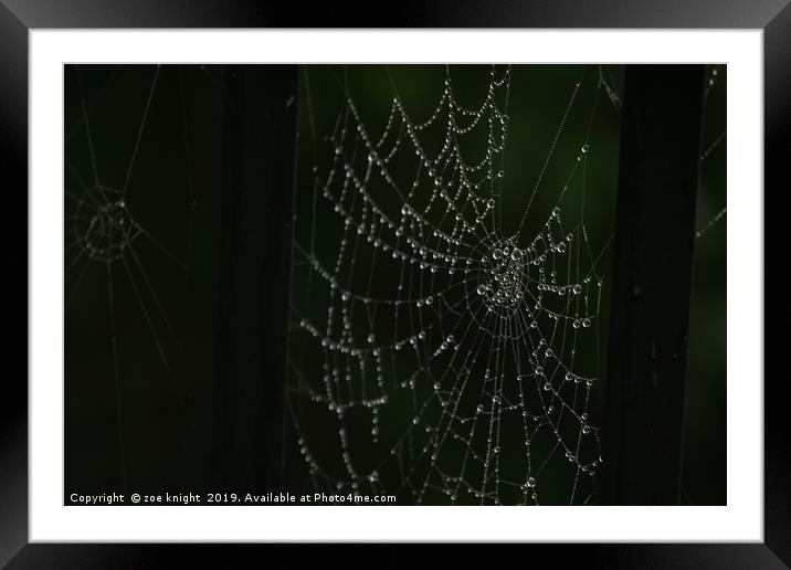 spider web Framed Mounted Print by zoe knight