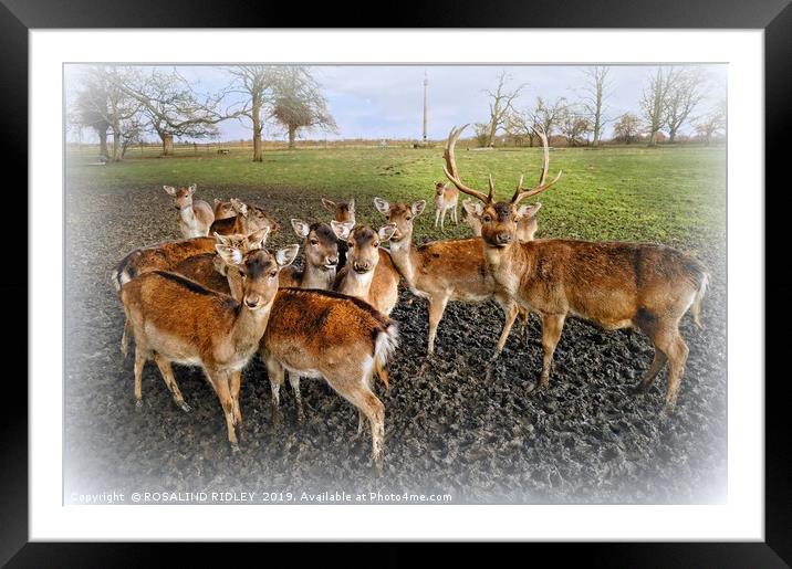 "Christmas family portrait" Framed Mounted Print by ROS RIDLEY