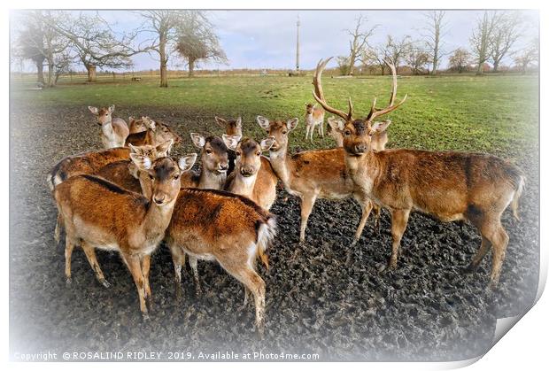 "Christmas family portrait" Print by ROS RIDLEY
