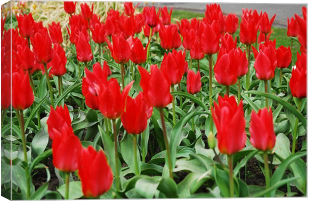Red Tulips Canvas Print by JEAN FITZHUGH