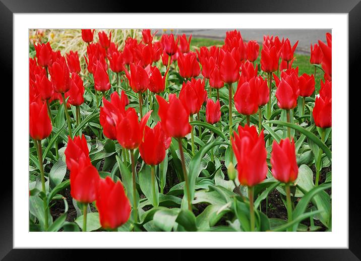 Red Tulips Framed Mounted Print by JEAN FITZHUGH