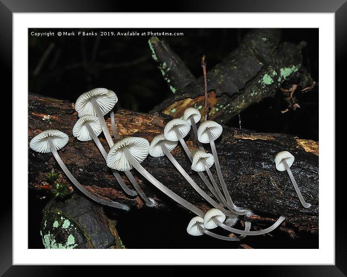 Mycena Galericulata  [possibly] Framed Mounted Print by Mark  F Banks