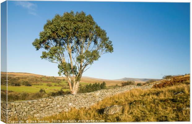 Eucalyptus Tree Brecon Beacons South Wales Canvas Print by Nick Jenkins